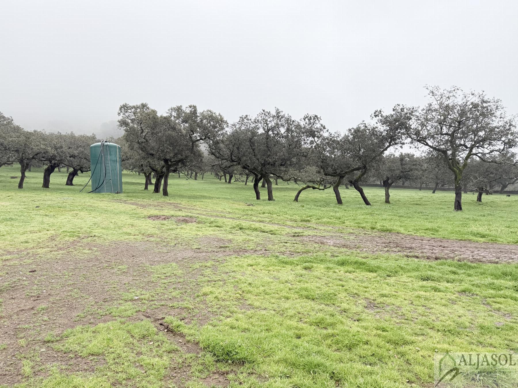 Venta de finca rústica en Fuentes de León