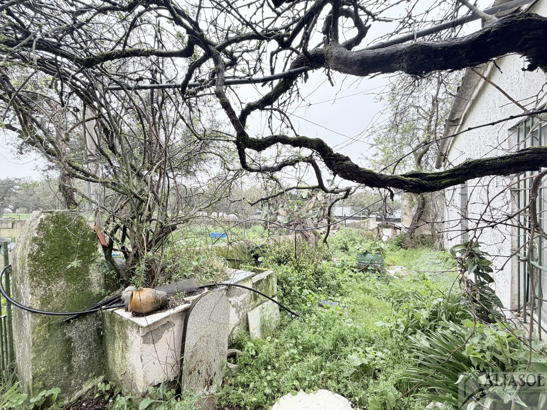 Venta de finca rústica en Fuentes de León