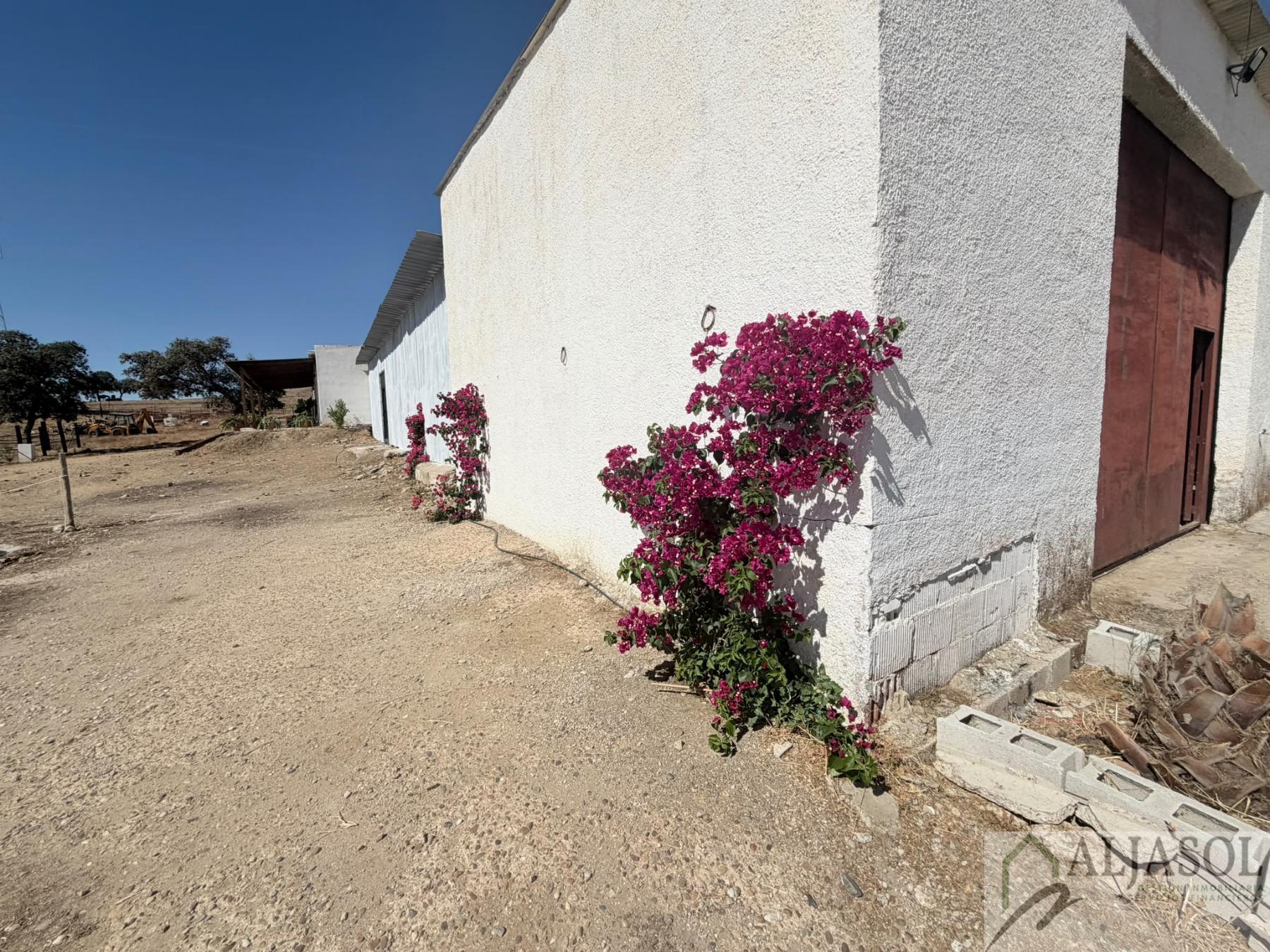 Venta de finca rústica en Guillena