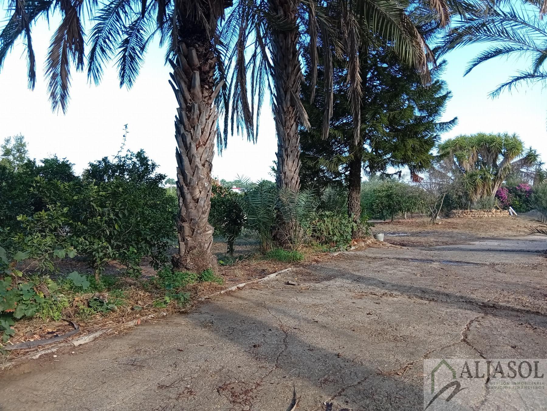 Venta de finca rústica en La Puebla del Río