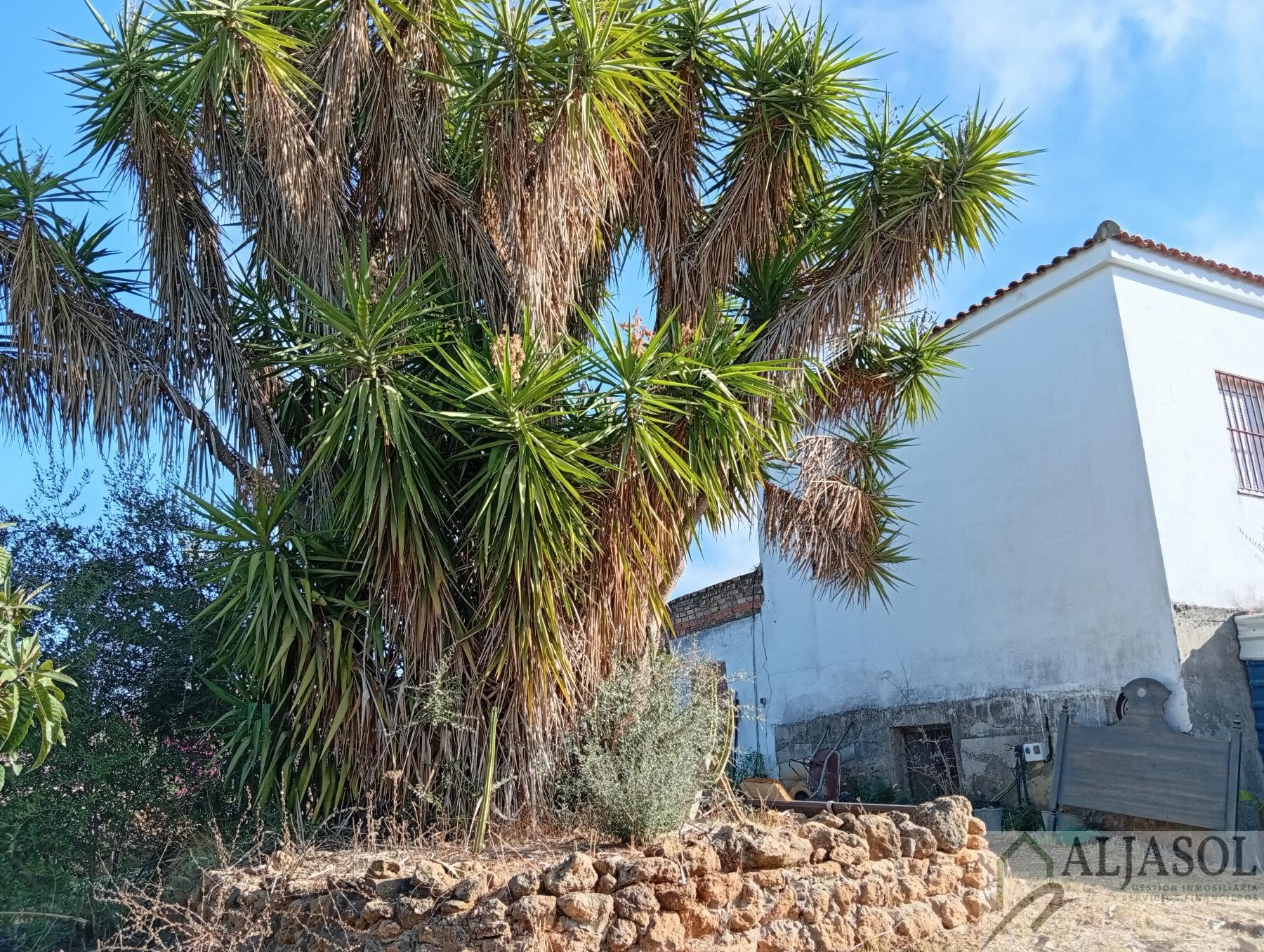 Venta de finca rústica en La Puebla del Río