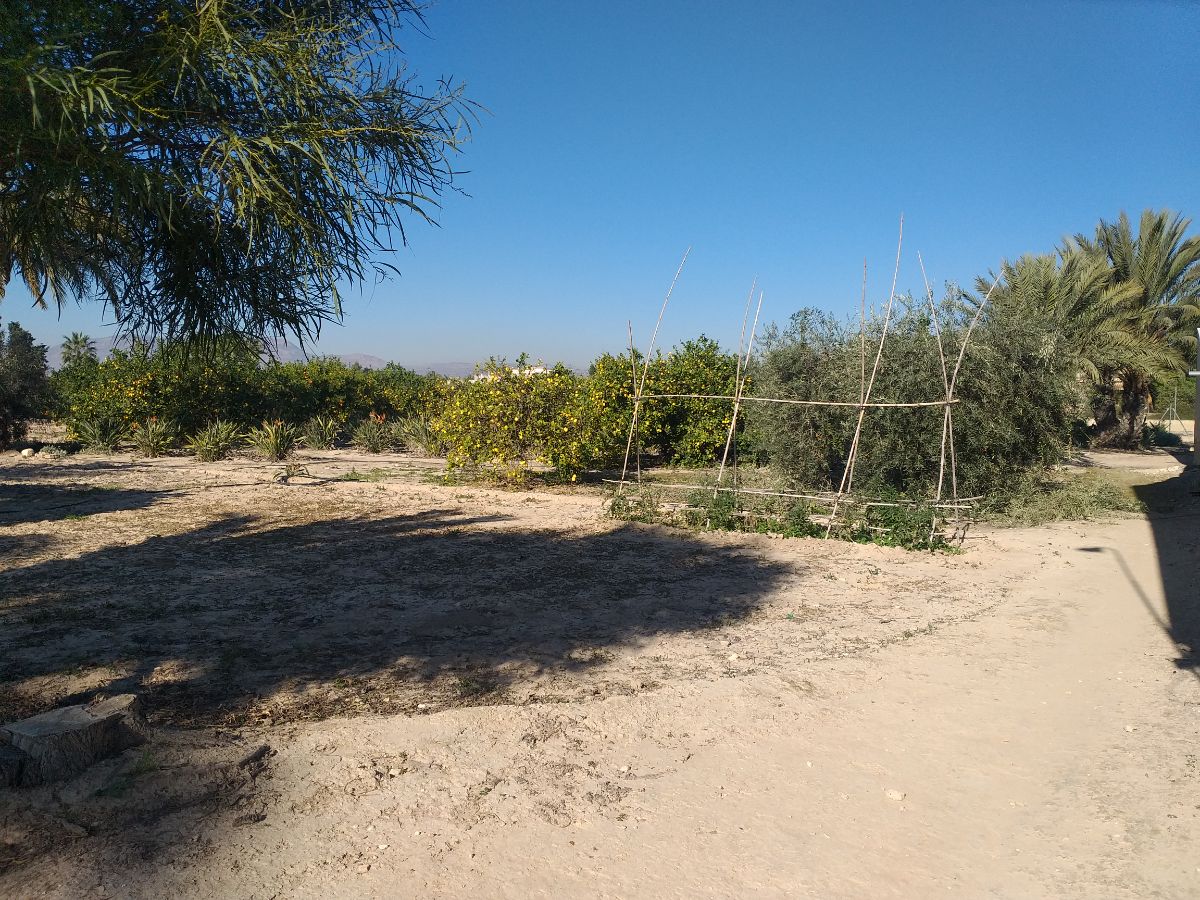 Venta de finca rústica en Elche-Elx