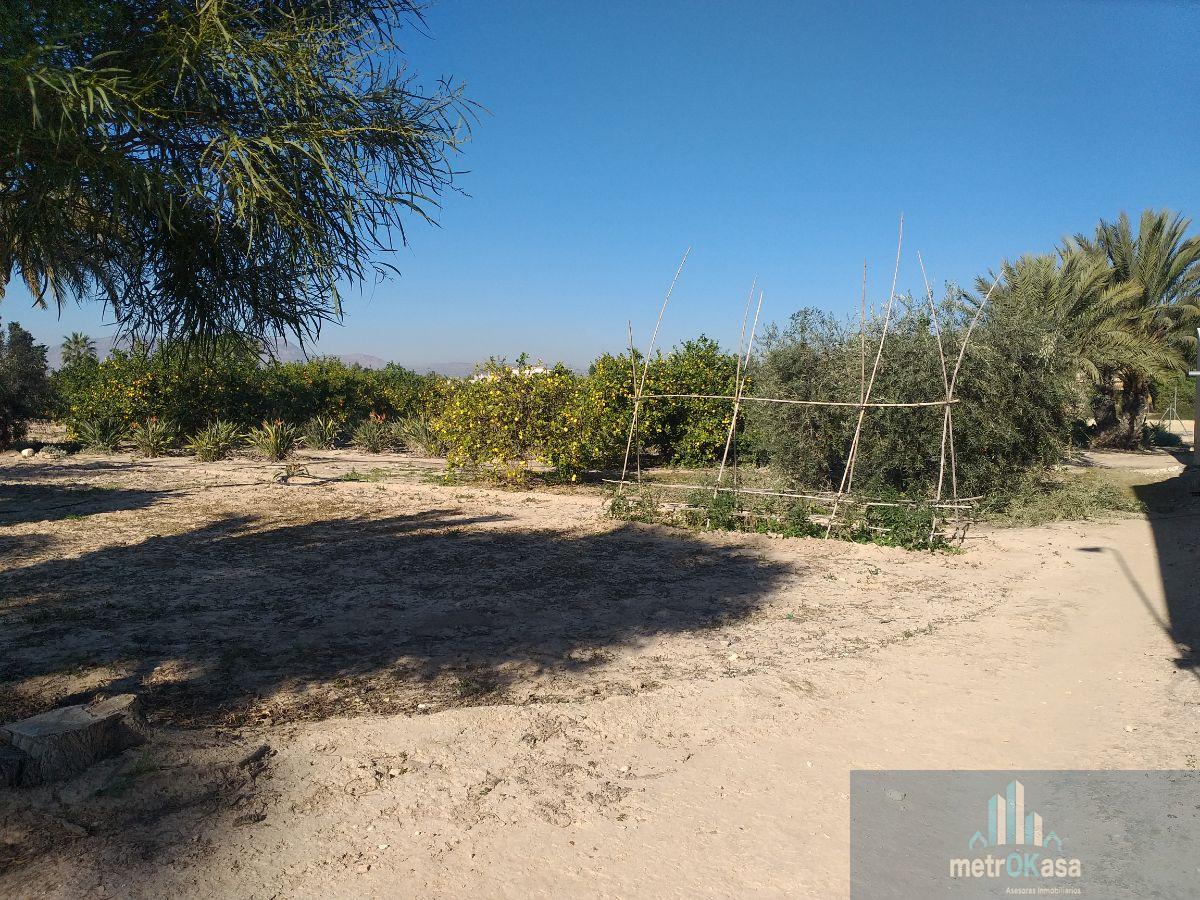 Venta de finca rústica en Elche-Elx