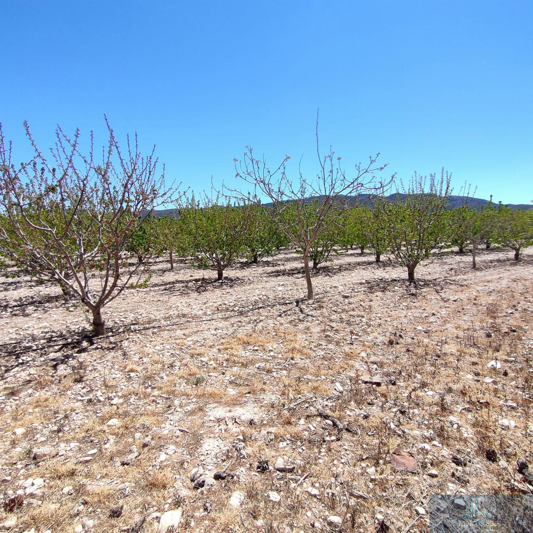 Venta de finca rústica en Salinas