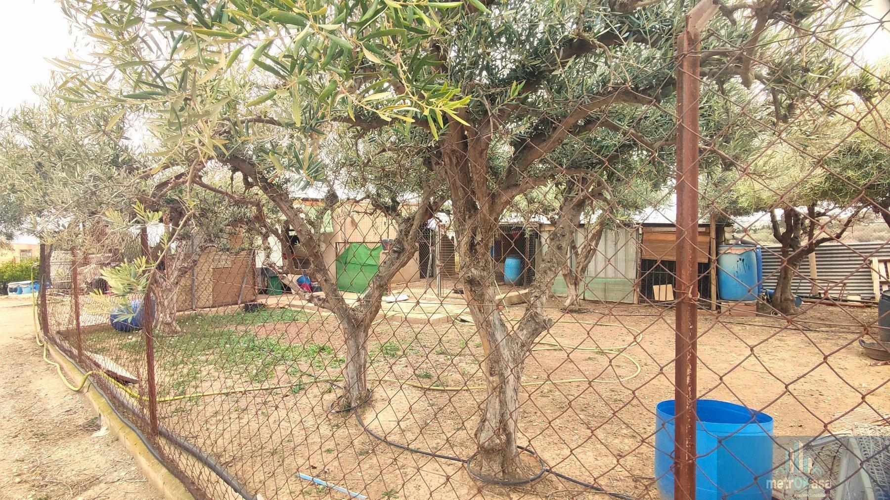 Venta de finca rústica en Aspe