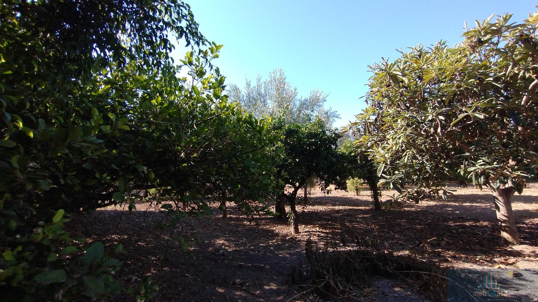 Venta de chalet en Elche-Elx