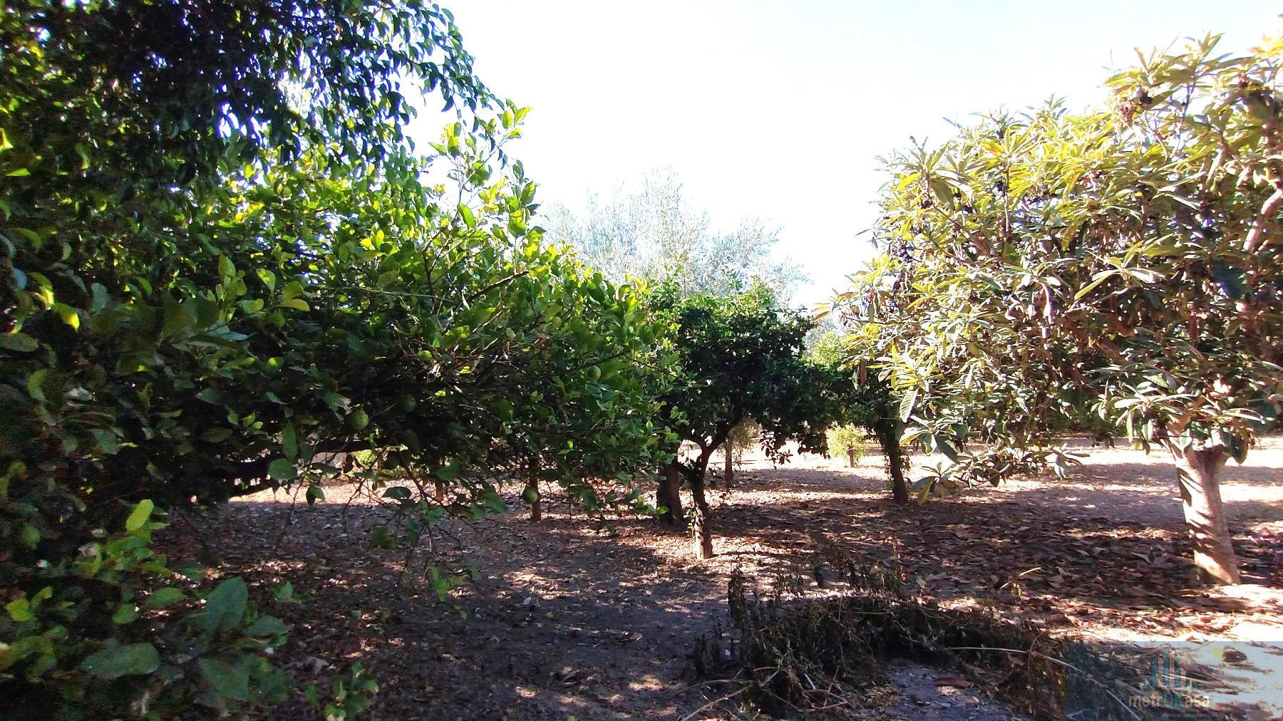 Venta de chalet en Elche-Elx