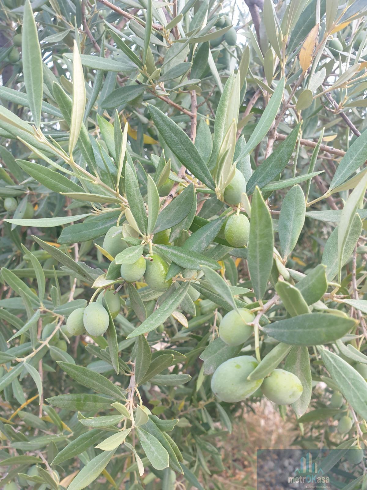 Venta de finca rústica en La Romana