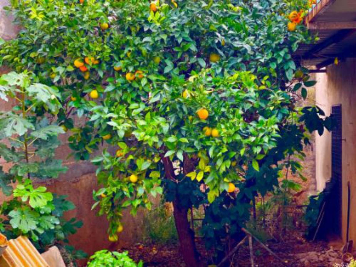 Jardín Jardín