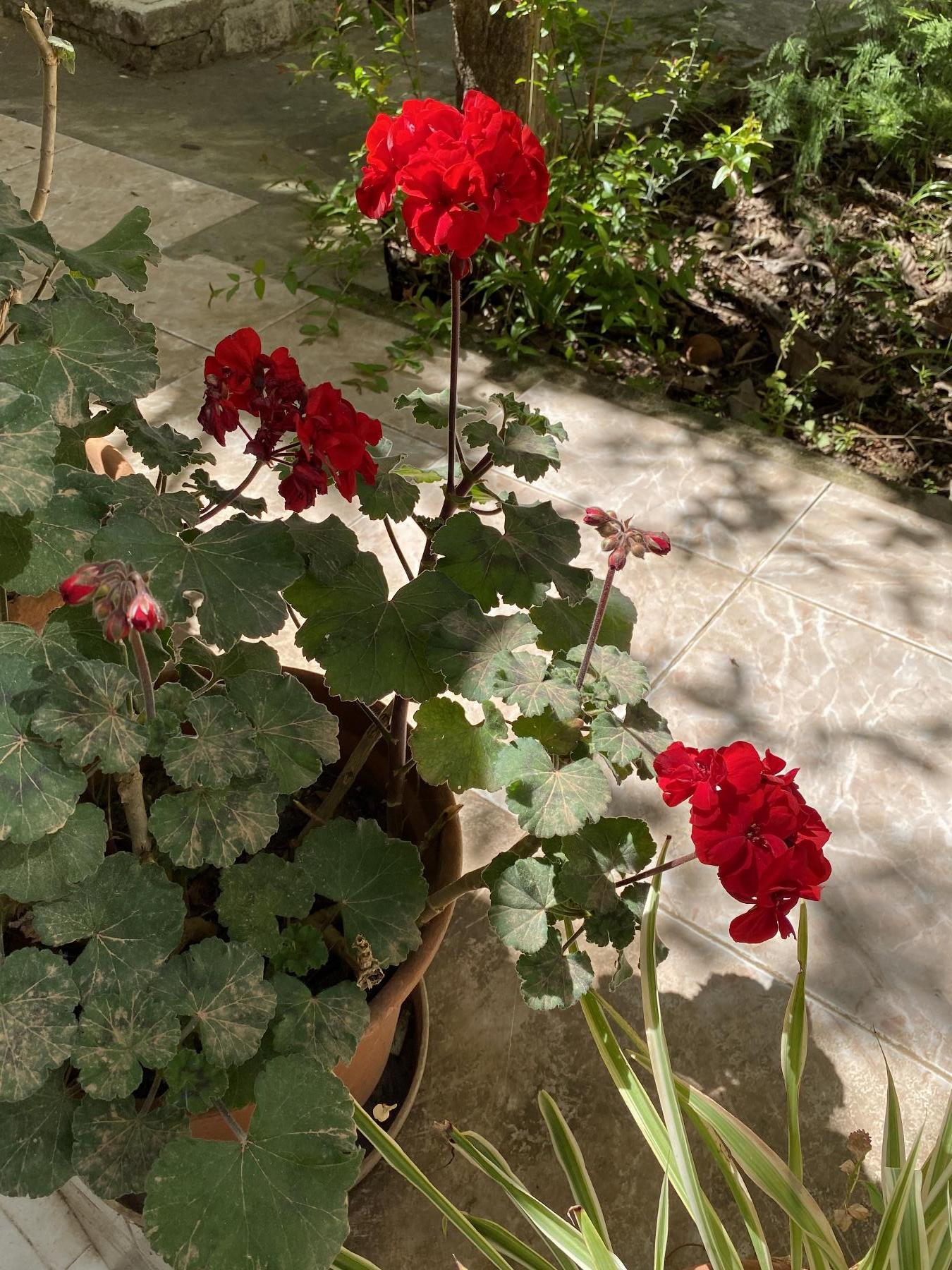 For sale of flat in Palma de Mallorca