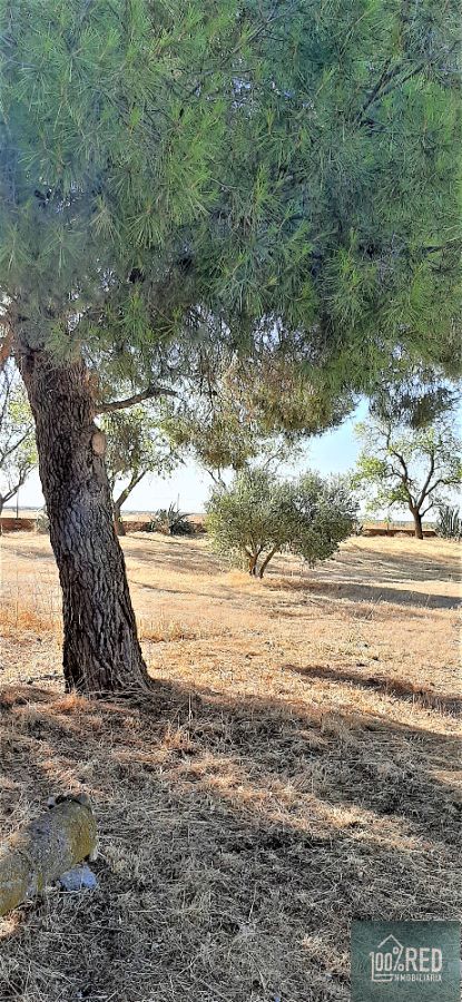 Venta de chalet en Ciruelos
