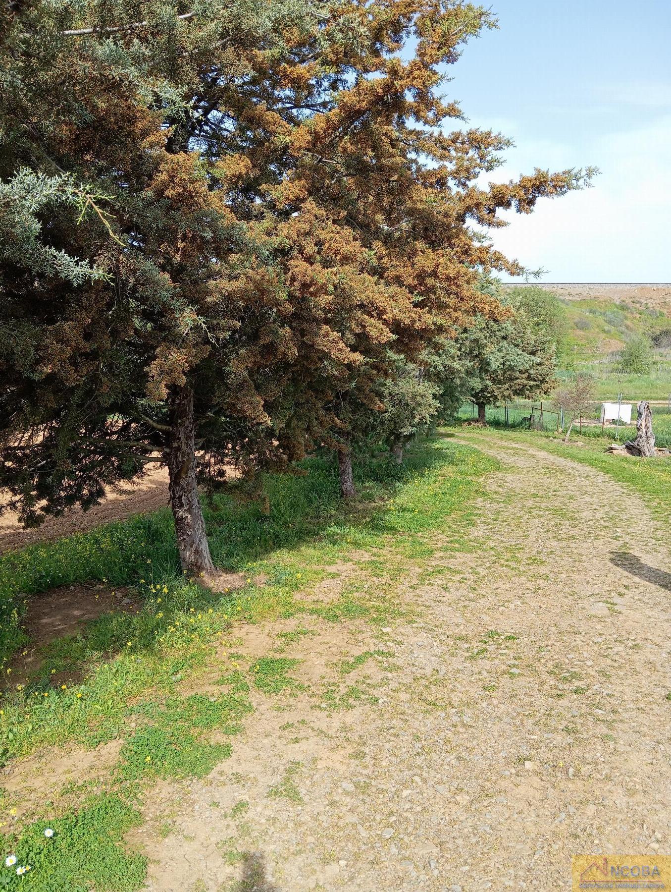 Venta de chalet en Zafra