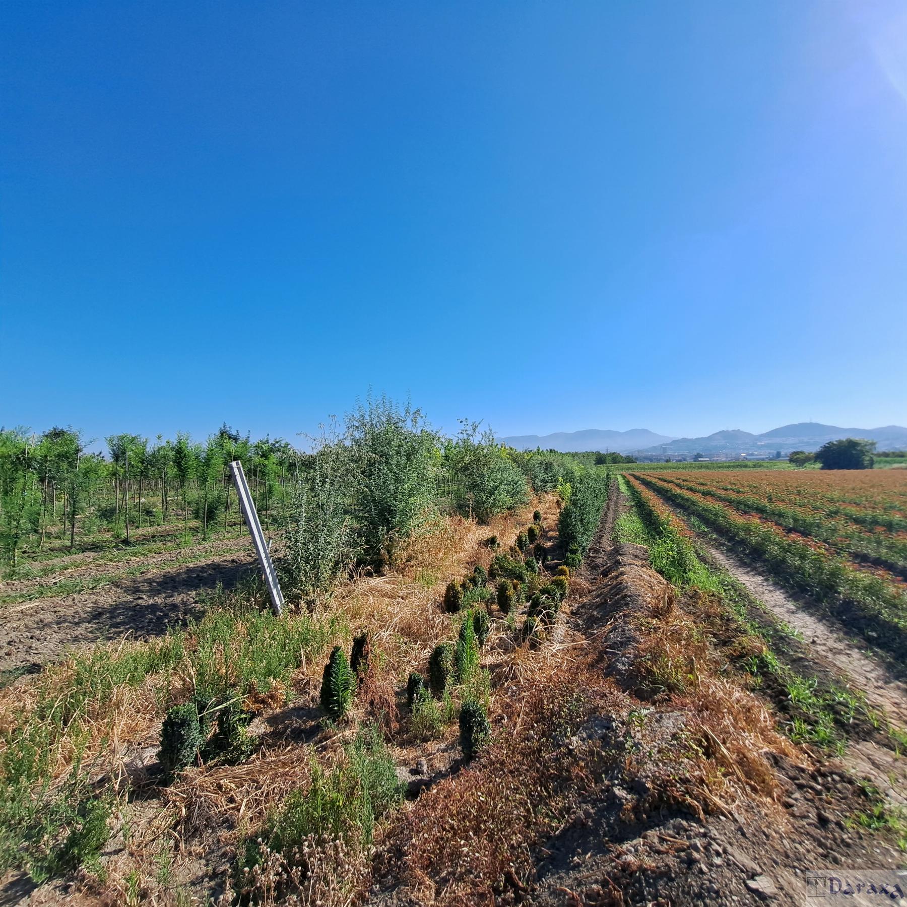 Venta de finca rústica en Granada