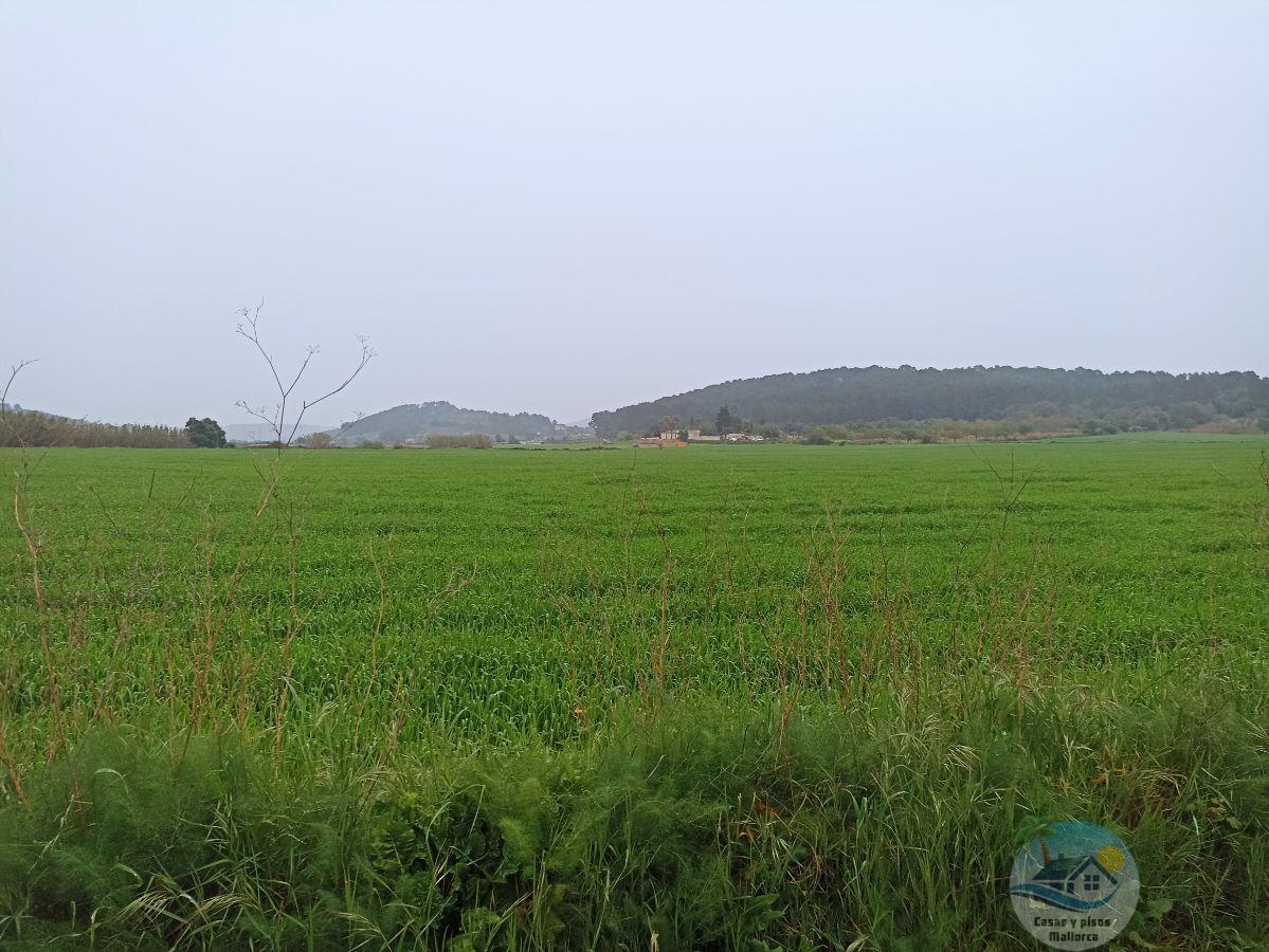 For sale of land in Montuïri