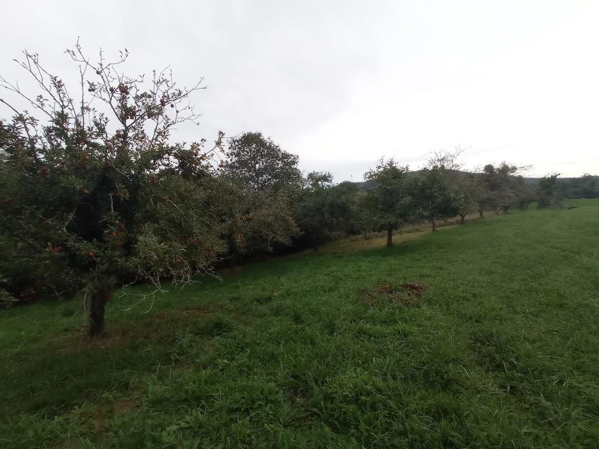 Venta de finca rústica en Villaviciosa