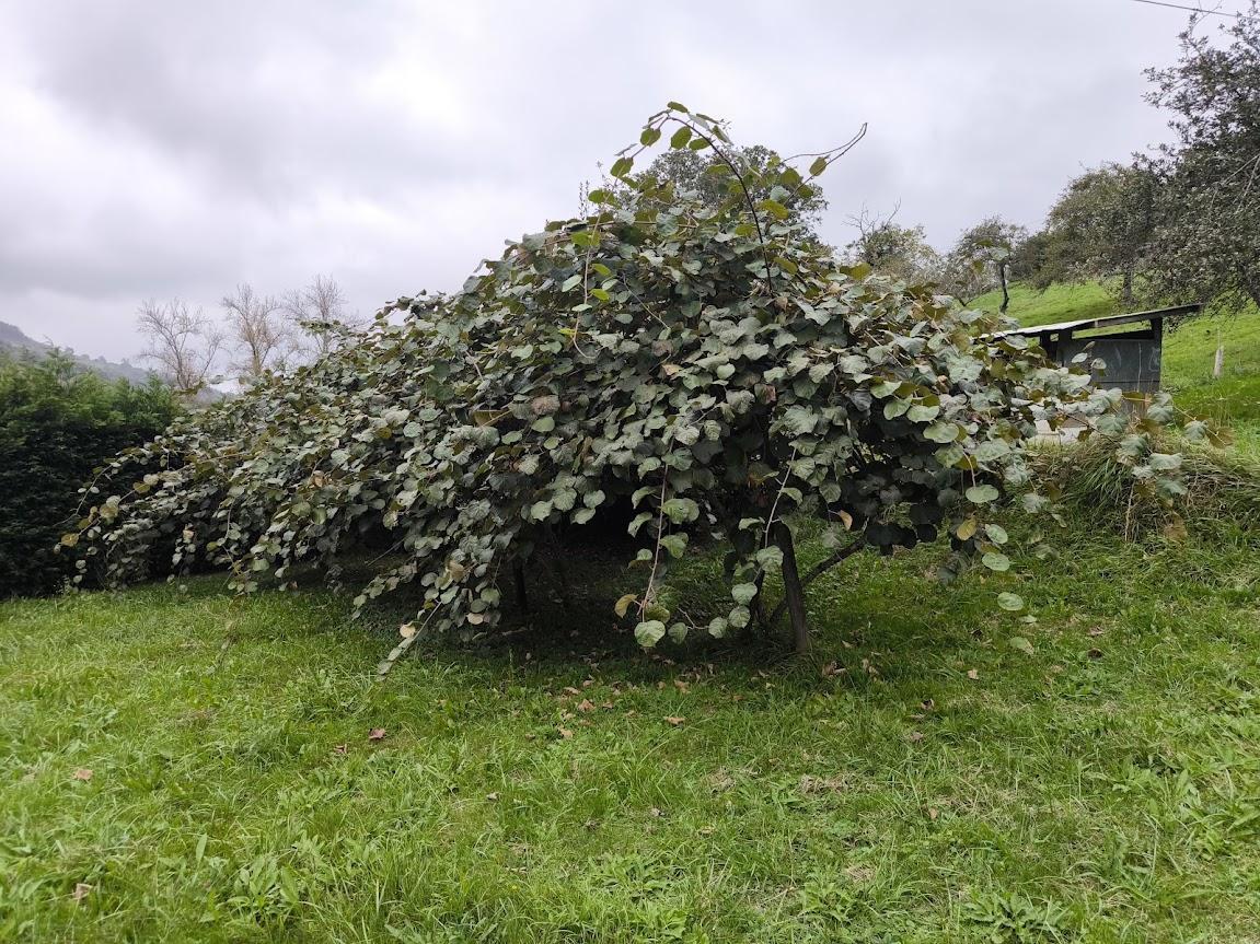 Venta de finca de recreo en Villaviciosa