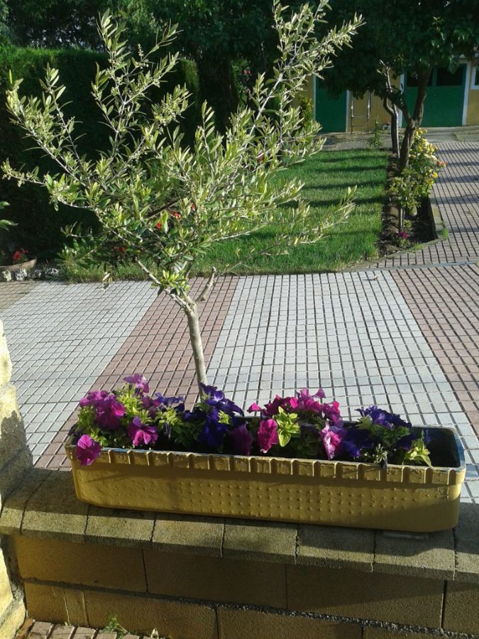 Detalles Detalles