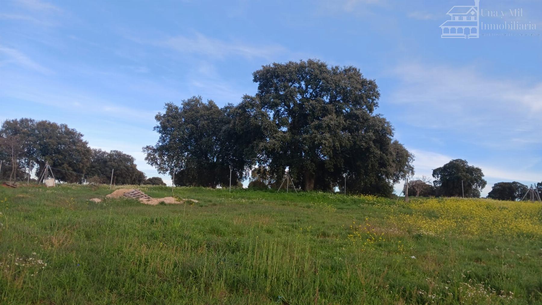 For sale of land in Calvarrasa de Arriba
