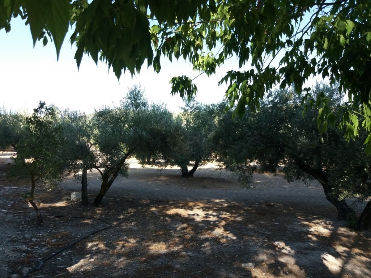 Venta de finca rústica en Martos