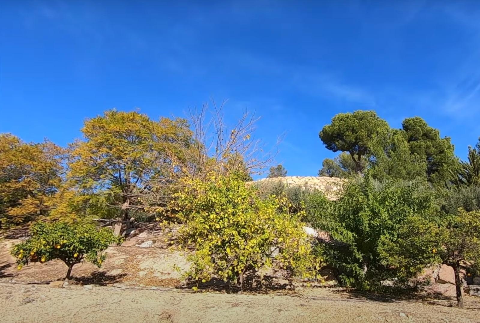 Venta de finca rústica en La Nucia