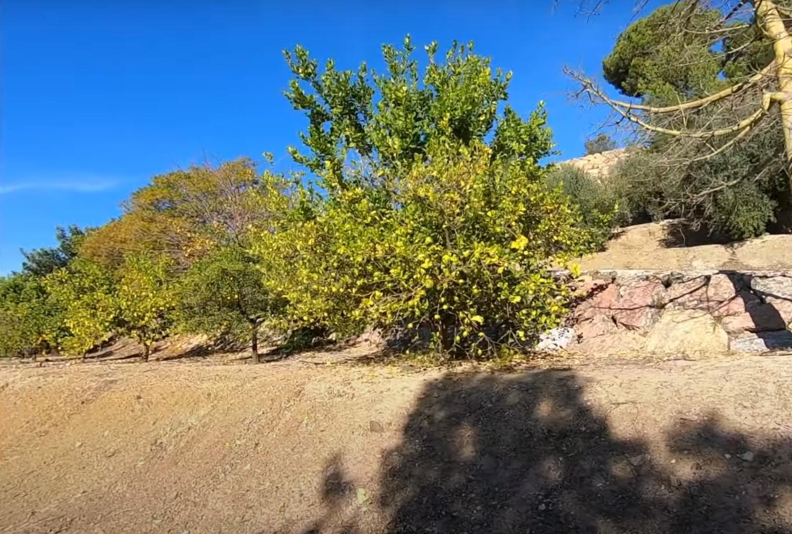 Venta de finca rústica en La Nucia