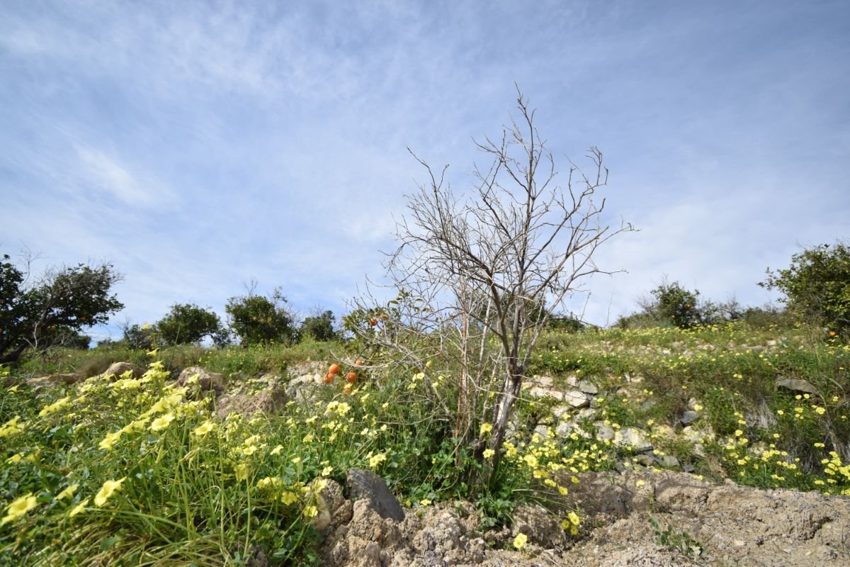 Venta de finca rústica en La Nucia