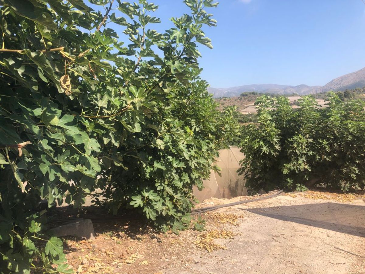 Venta de finca rústica en Callosa d En Sarrià