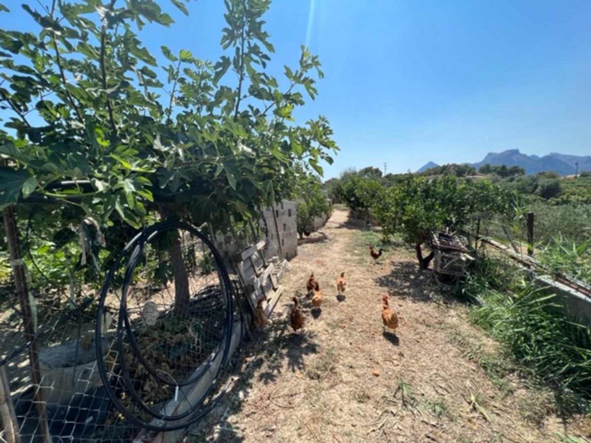 Venta de finca rústica en La Nucia