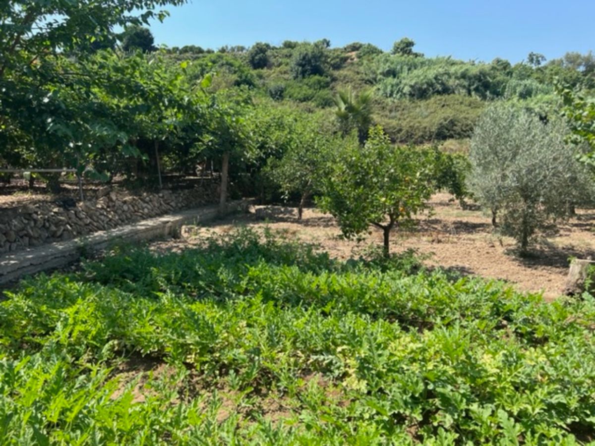 Venta de finca rústica en La Nucia