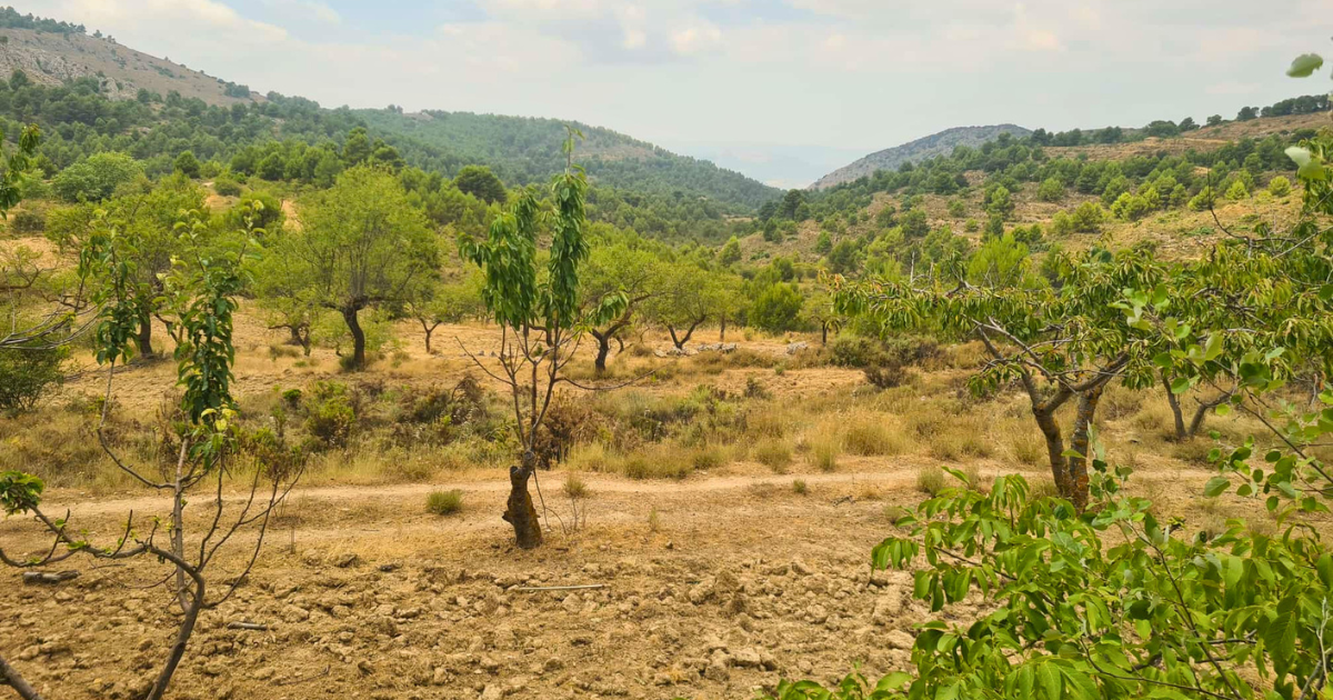 Venta de finca rústica en Confrides