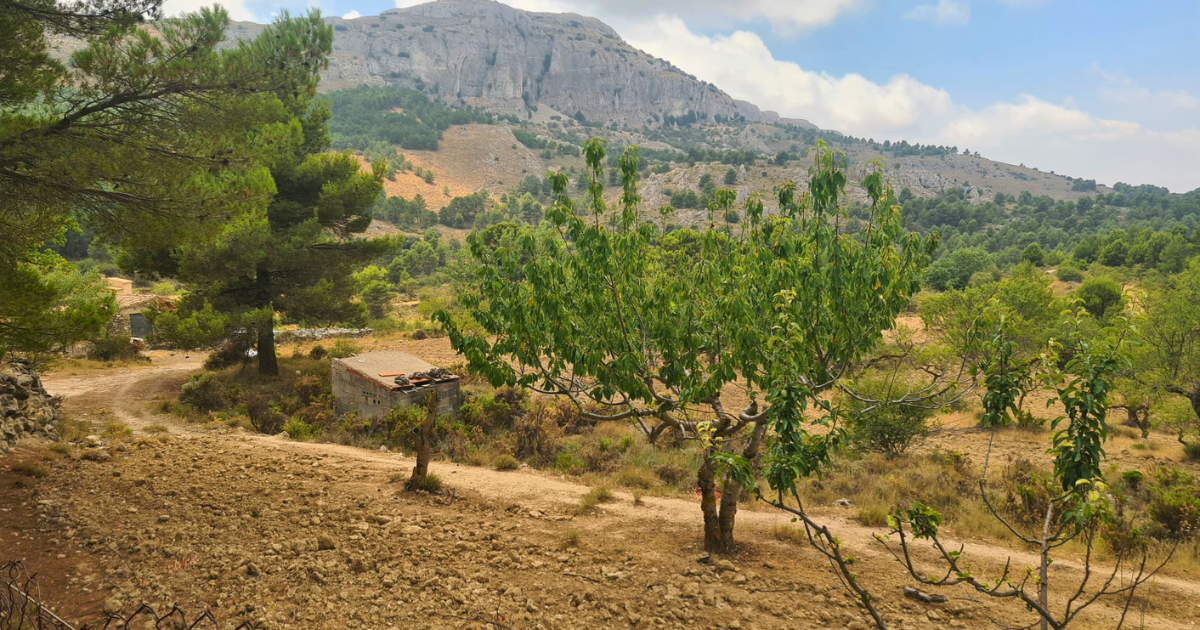 Venta de finca rústica en Confrides
