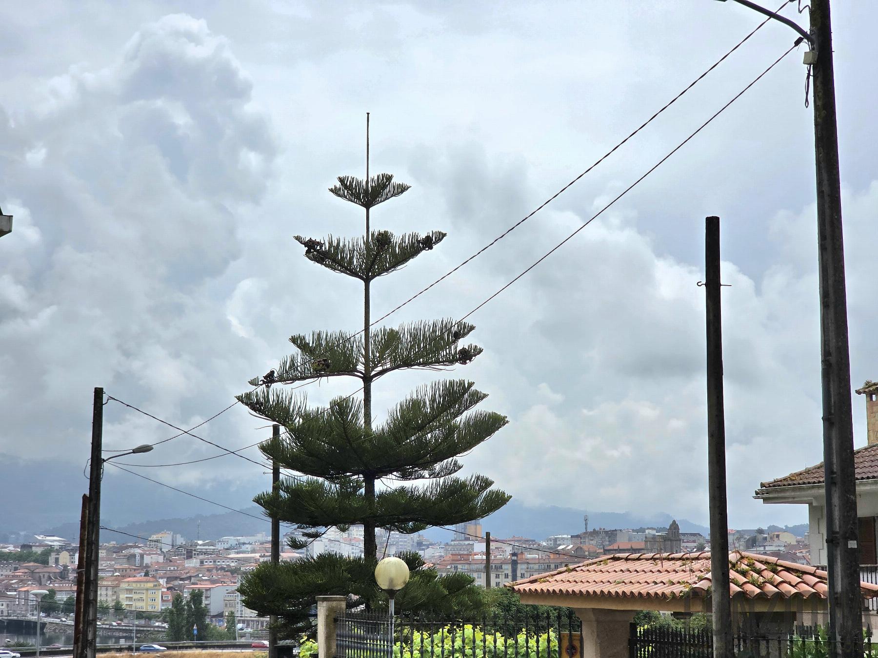 Vistas