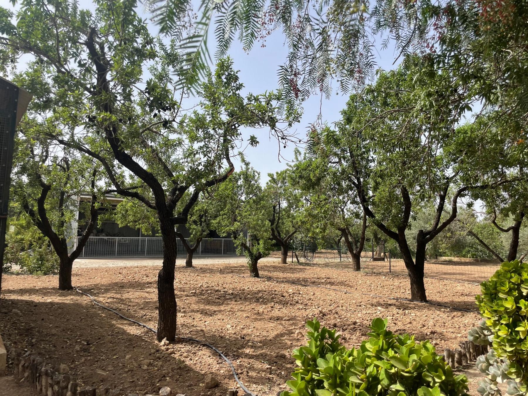 For sale of chalet in Lorca
