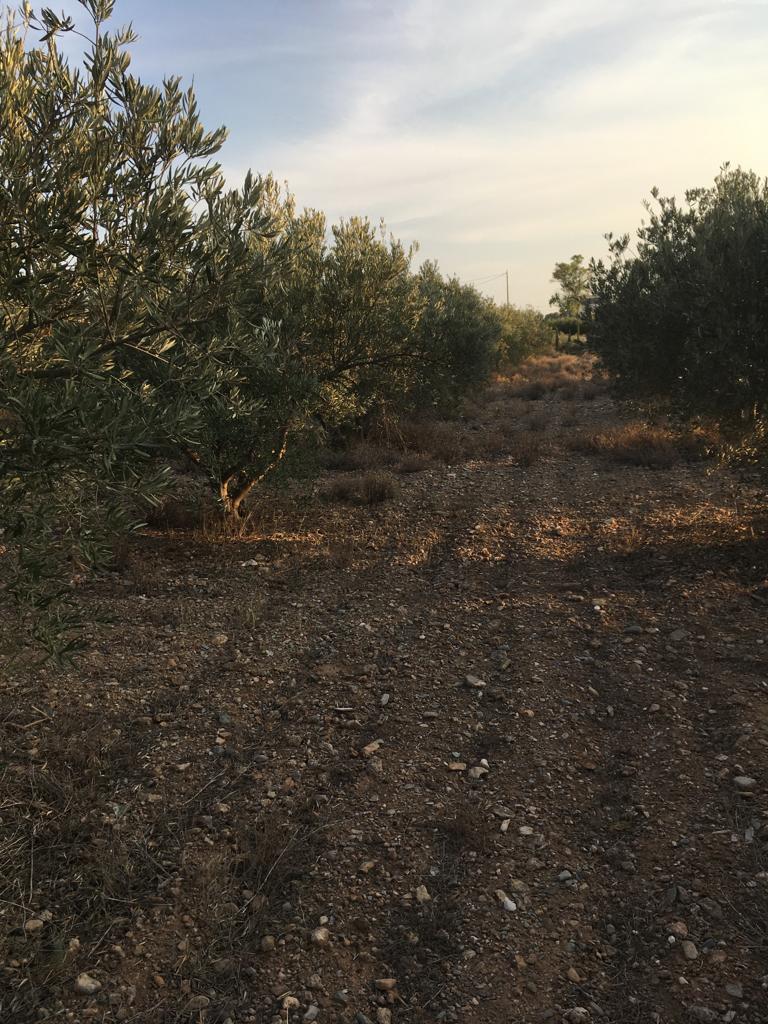 Venta de terreno en Lorca