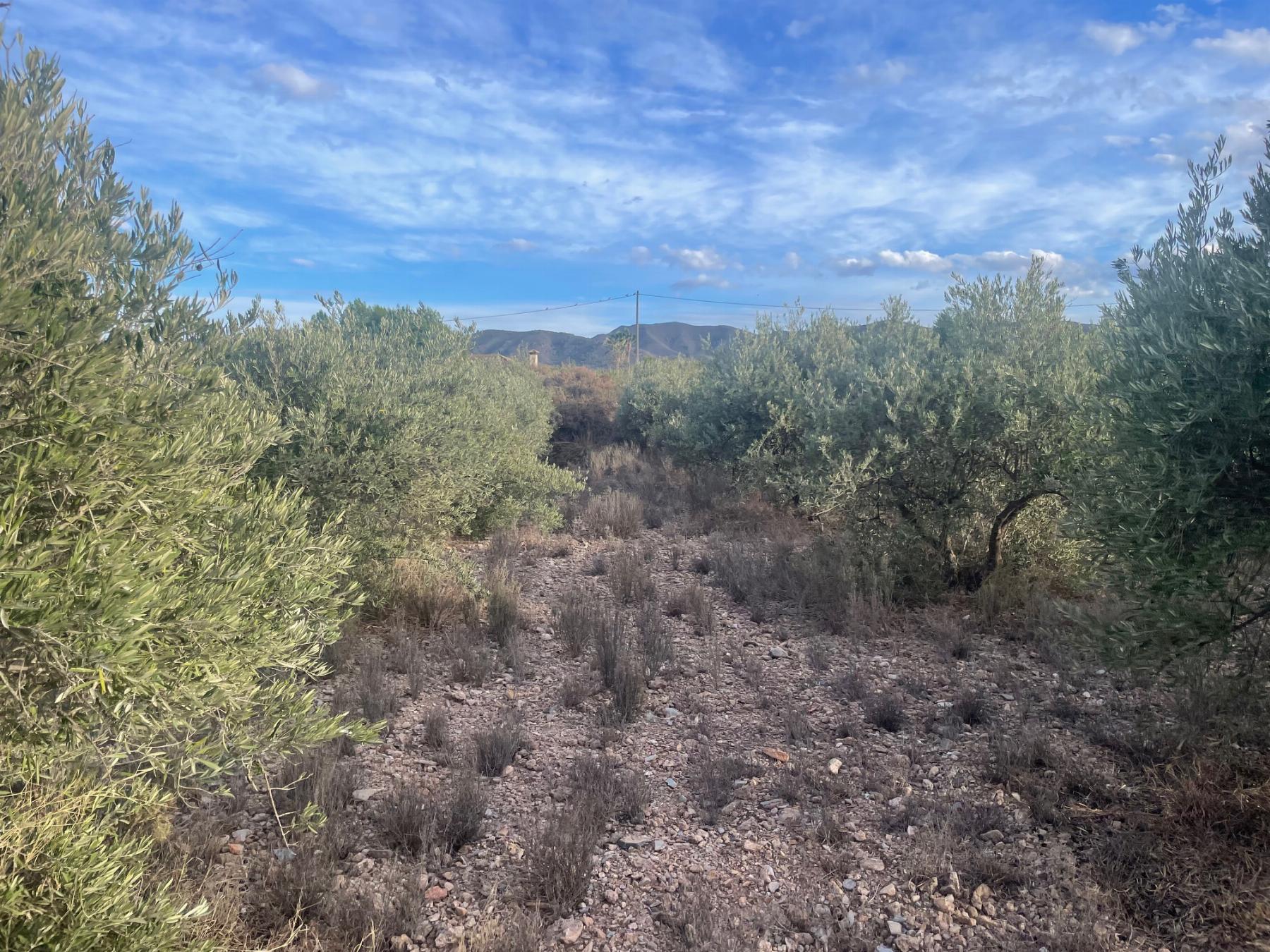 Venta de terreno en Lorca