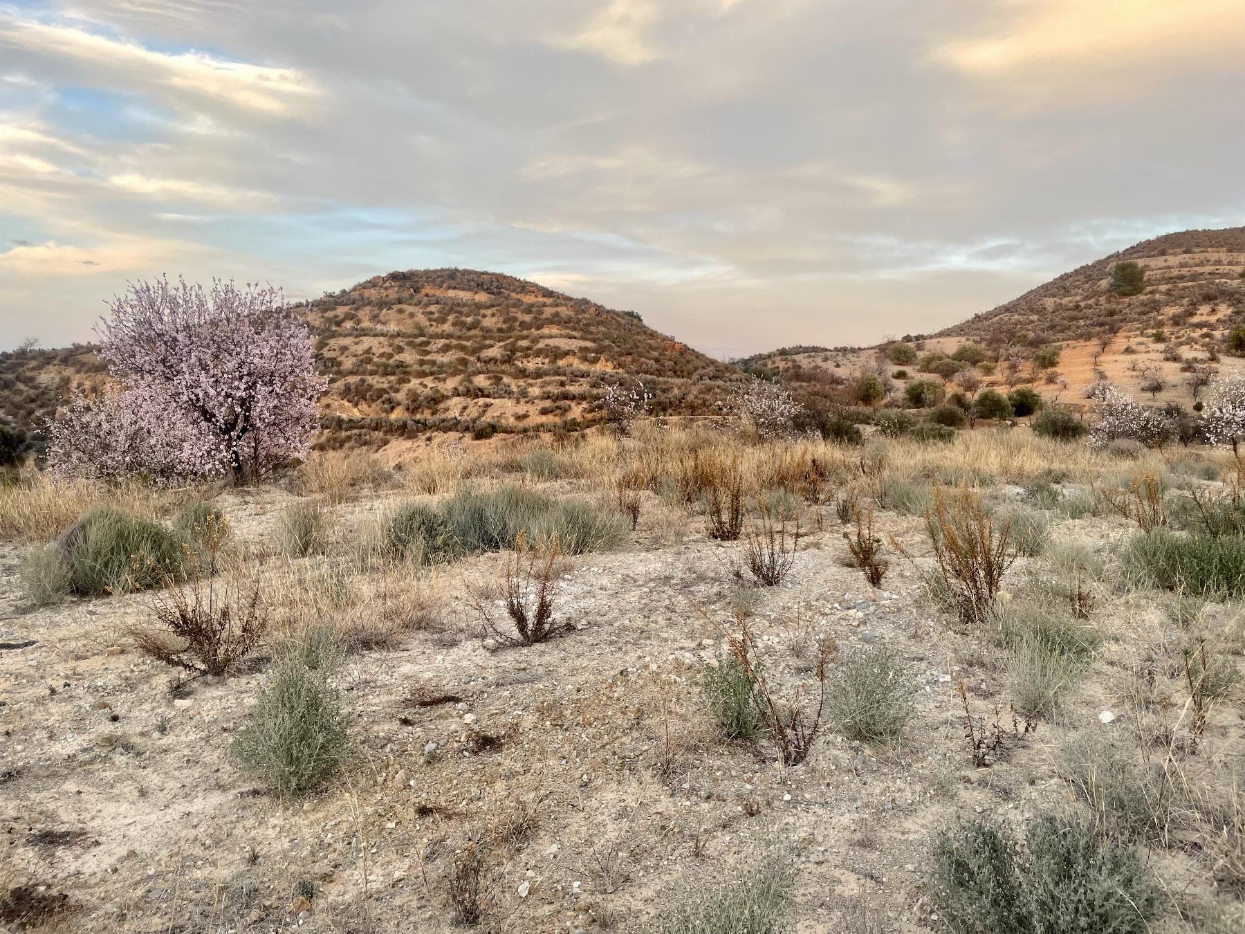 Venta de terreno en Lorca