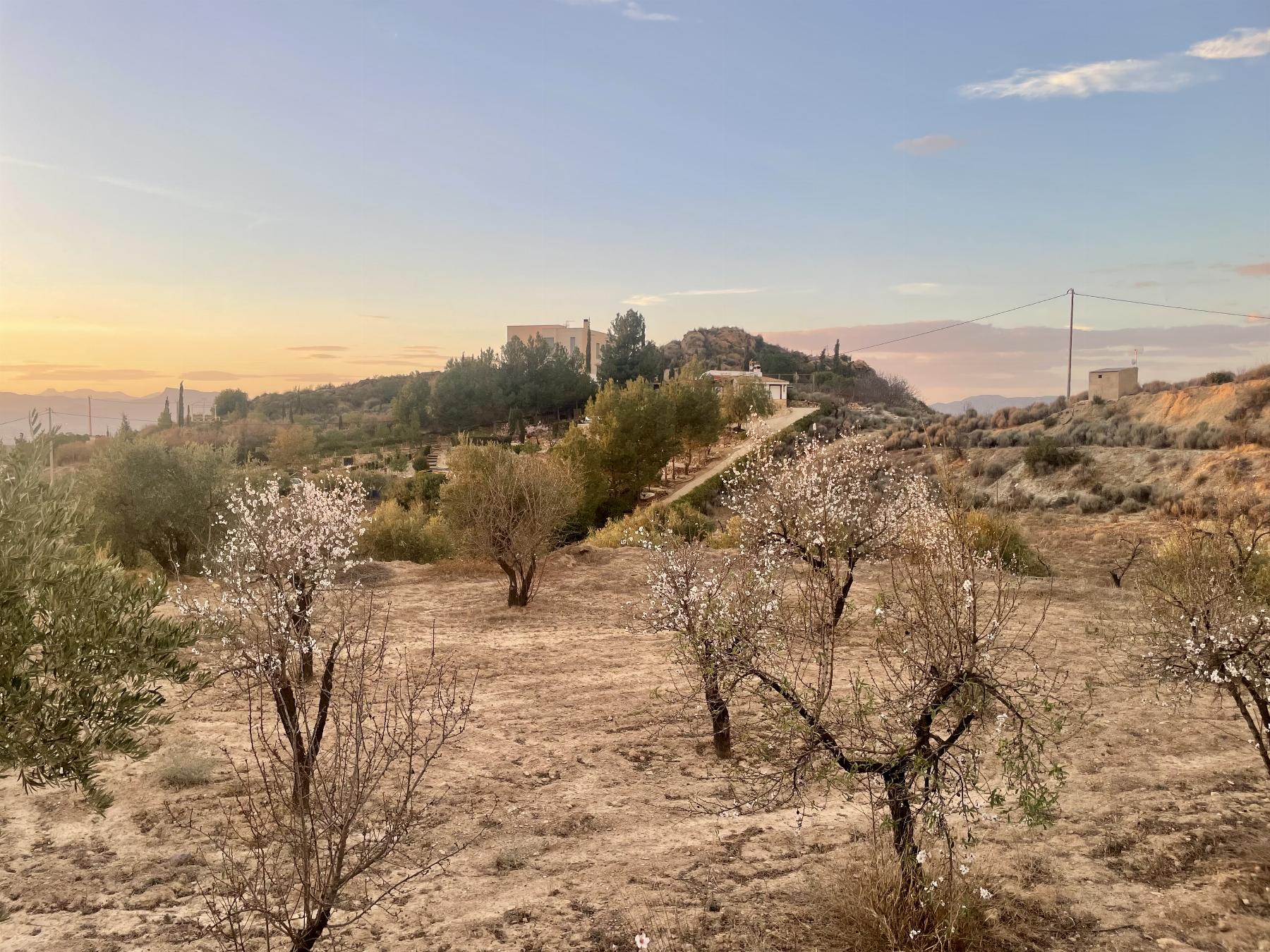 Vente de terrain dans Lorca
