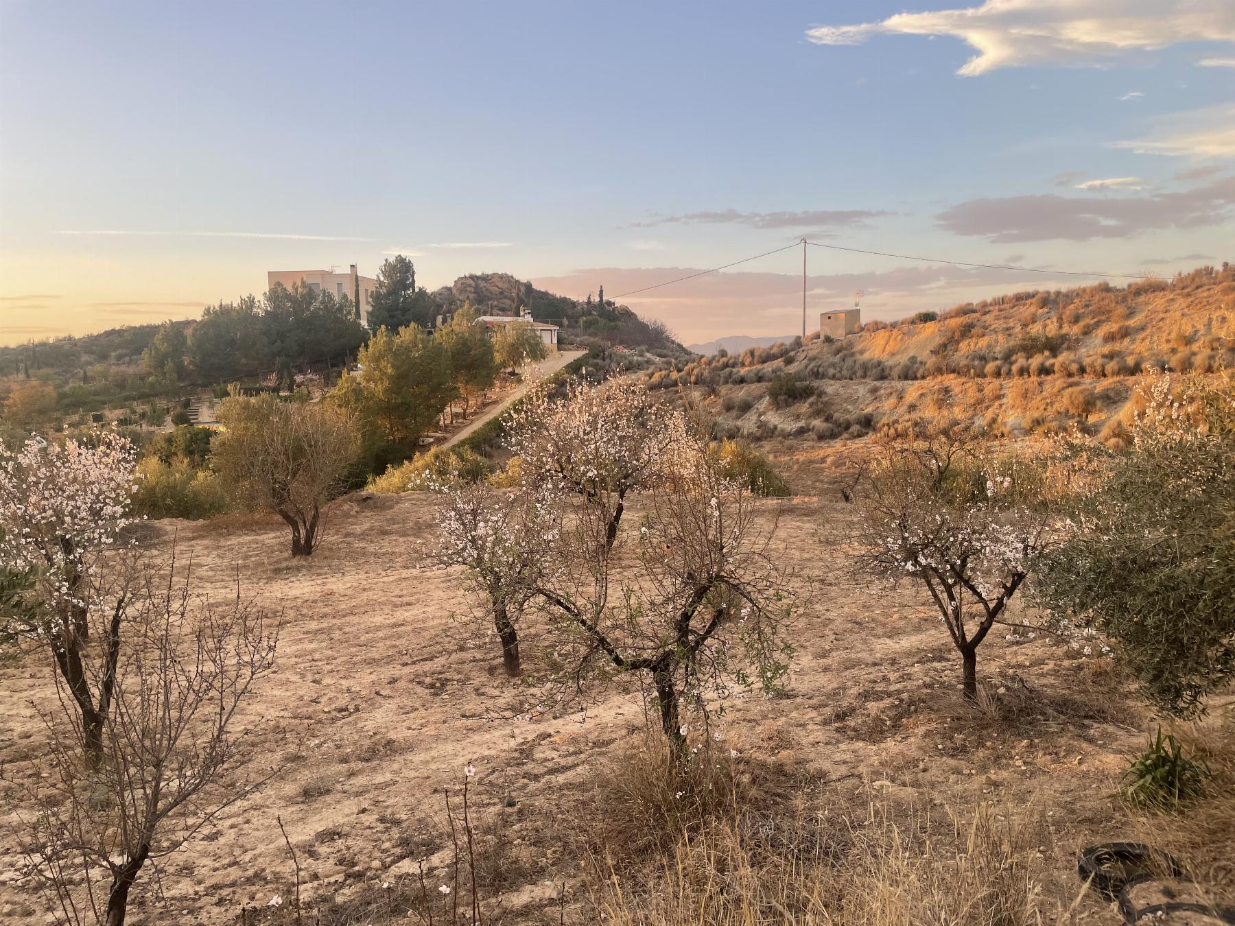 Vente de terrain dans Lorca