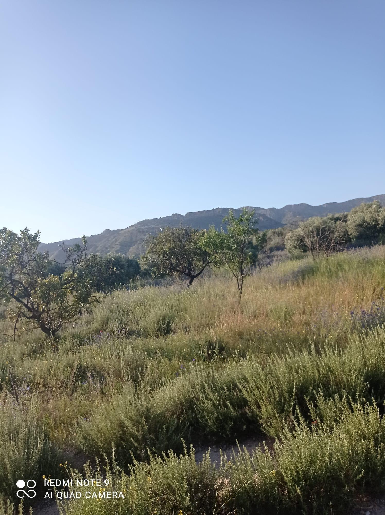 For sale of land in Lorca