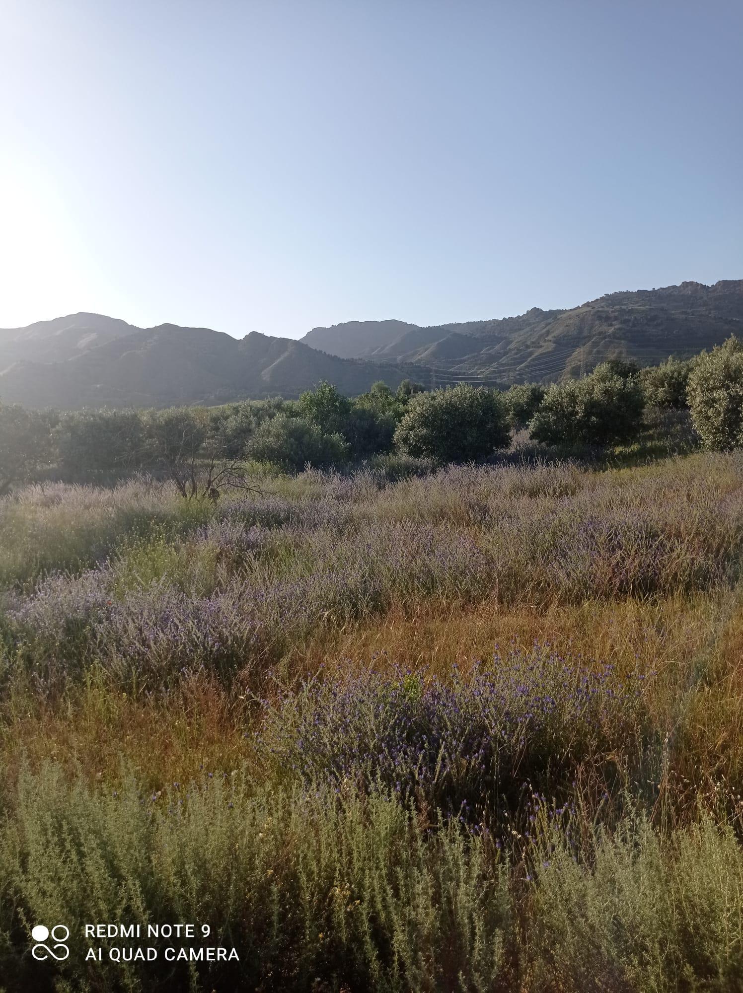 For sale of land in Lorca