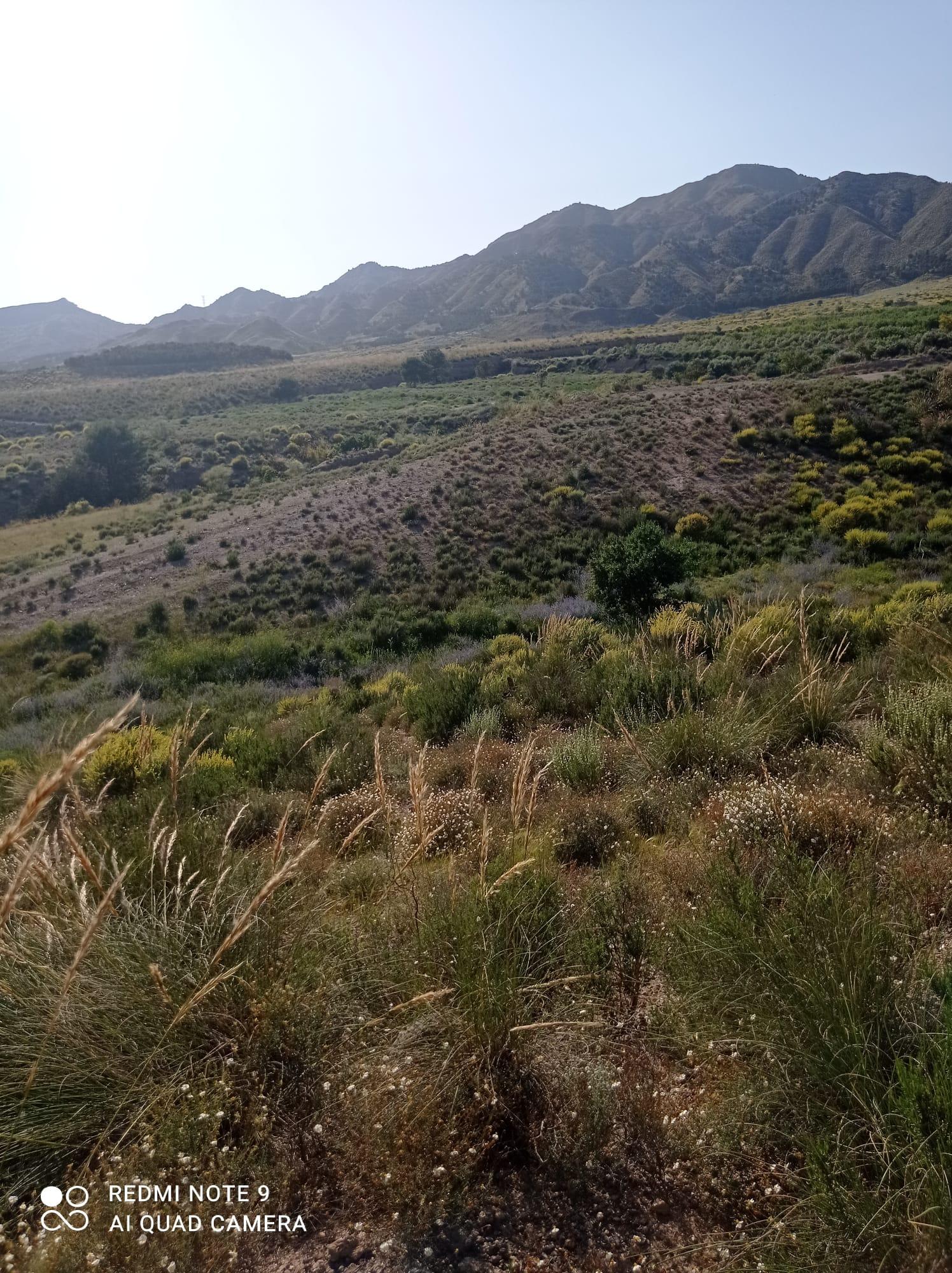 For sale of land in Lorca