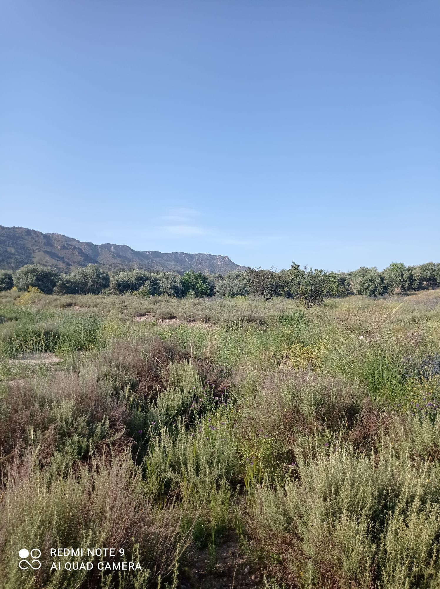 For sale of land in Lorca