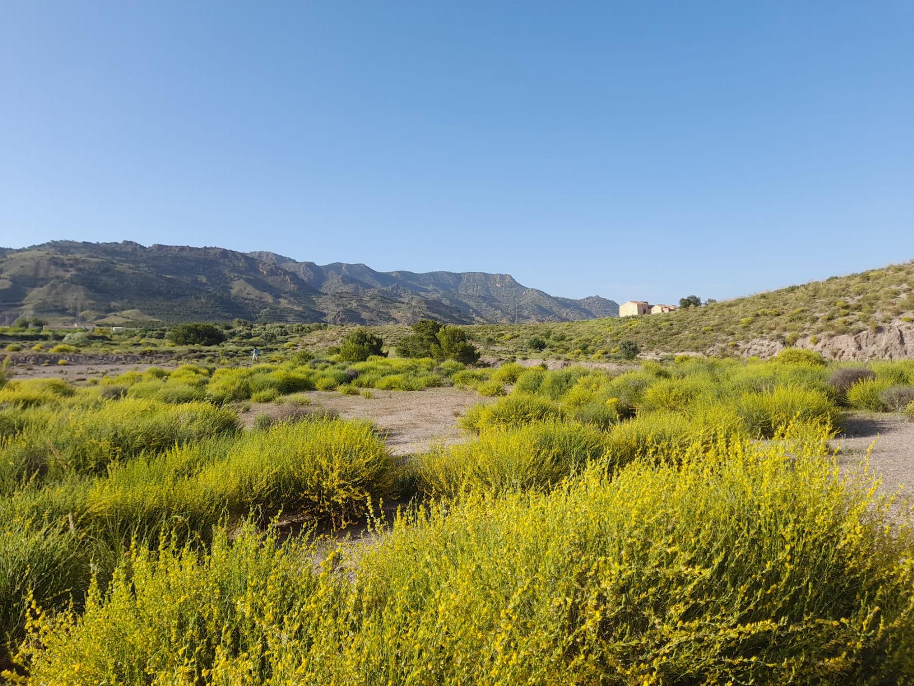 For sale of land in Lorca