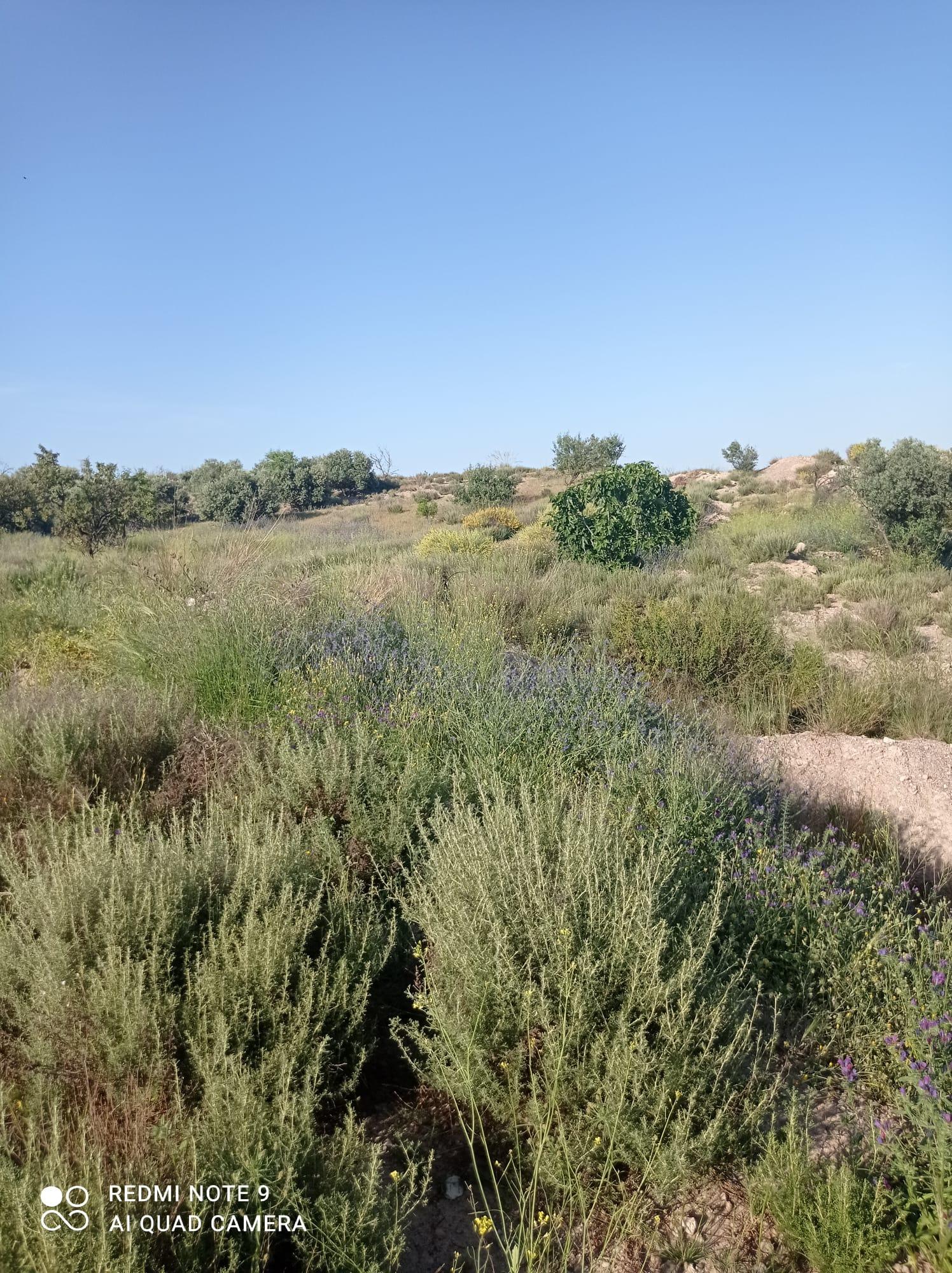 For sale of land in Lorca