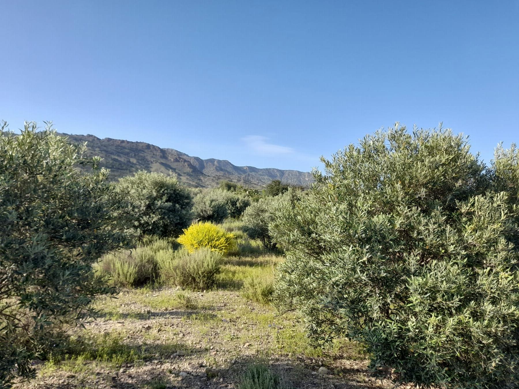 For sale of land in Lorca