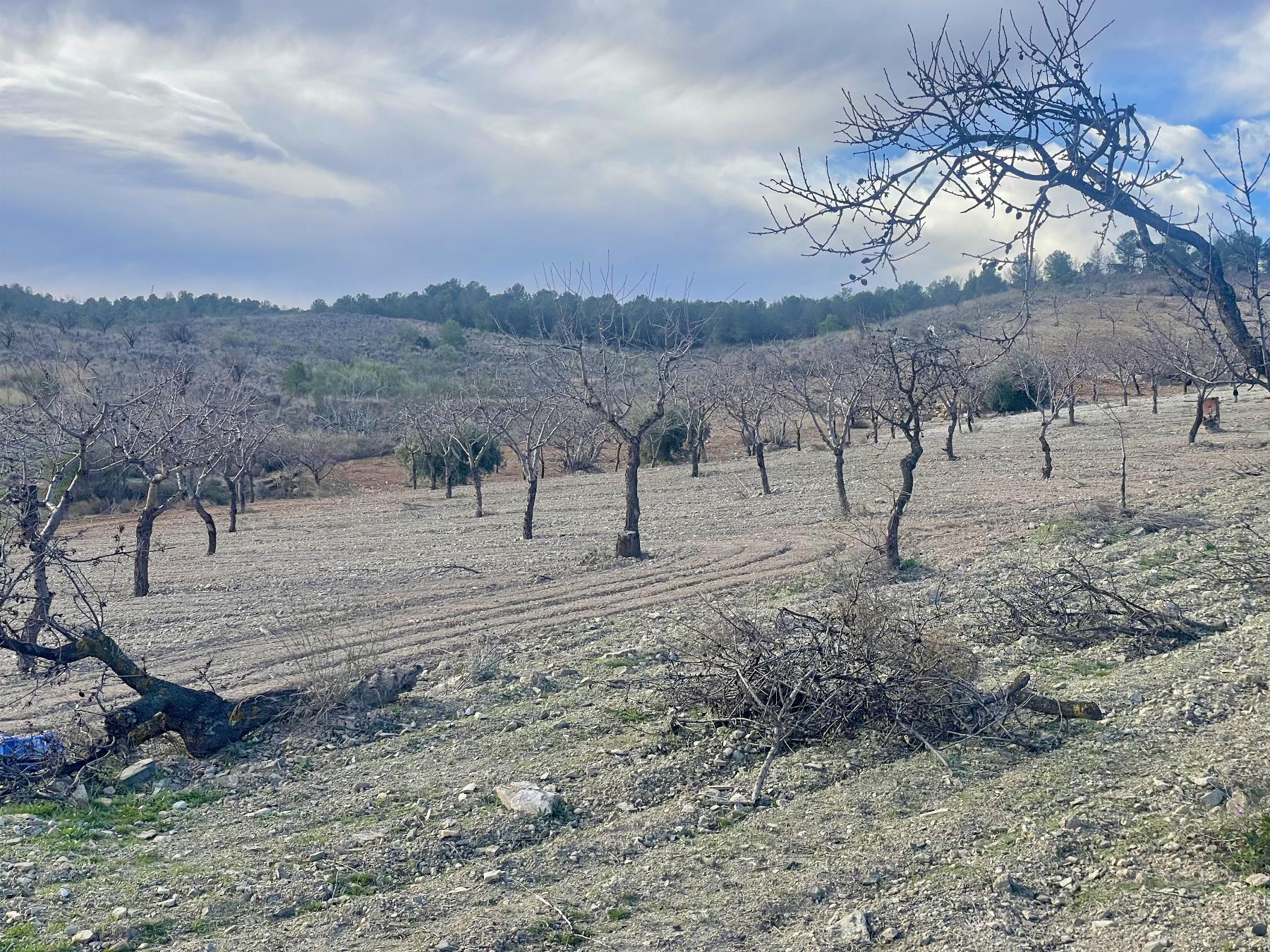 For sale of house in Lorca