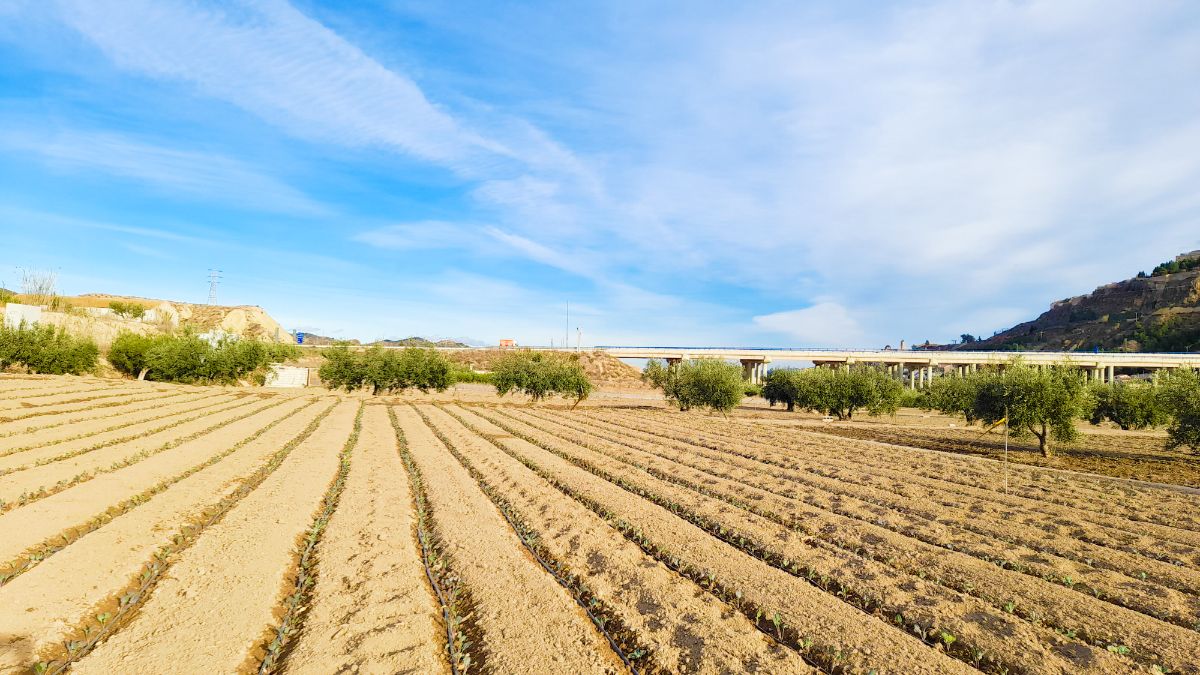 For sale of land in Lorca