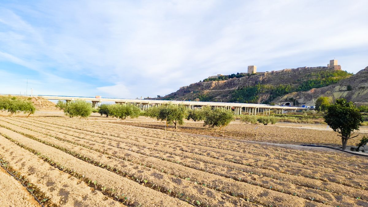 For sale of land in Lorca