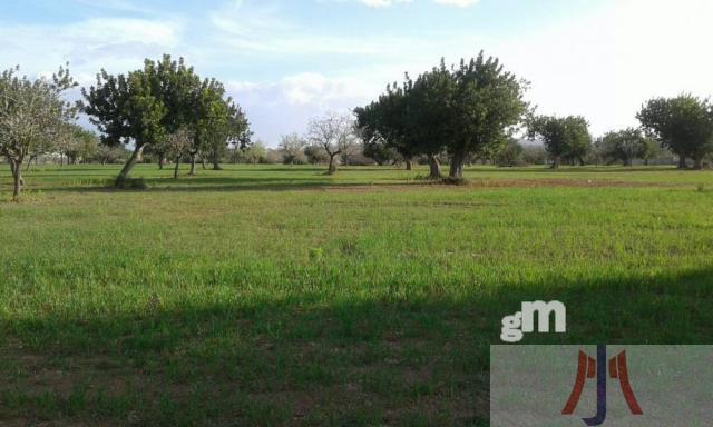Venta de finca rústica en Palma de Mallorca