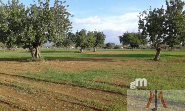 Venda de finca rústica a Palma de Mallorca